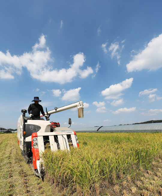 경기도 이천시 대월면의 한 논에서 농민이 콤바인으로 벼를 베고 있다. 연합뉴스